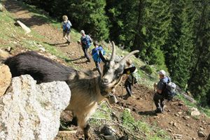 Ziege schaut frech in die Kamera Wandergruppe im Hintergrund