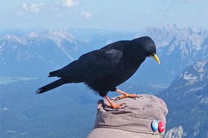 freche Alpendohle sitzt auf der Schildmütze eines Wanderers