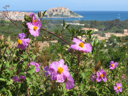Korsika Wanderwoche - Terminumbuchung